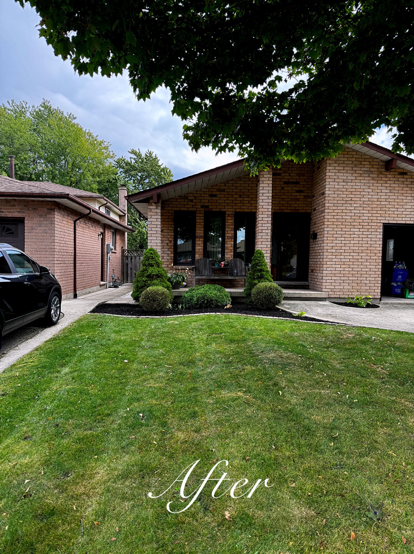 Front yard after cleanup with pruned shrubs, fresh black mulch and a tidy lawn.