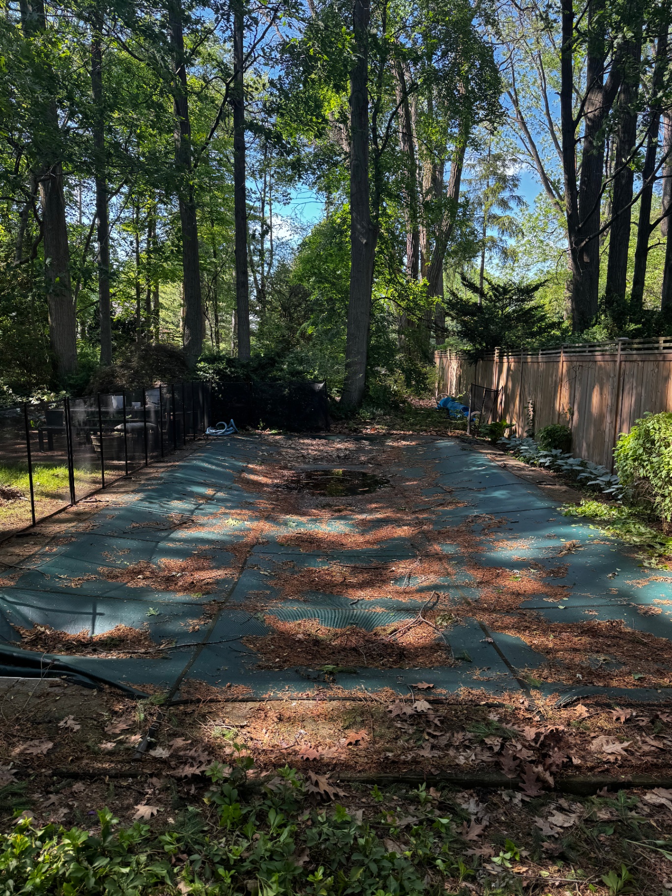 Pool cover buried in fallen leaves and pine needles before a seasonal yard cleanup.