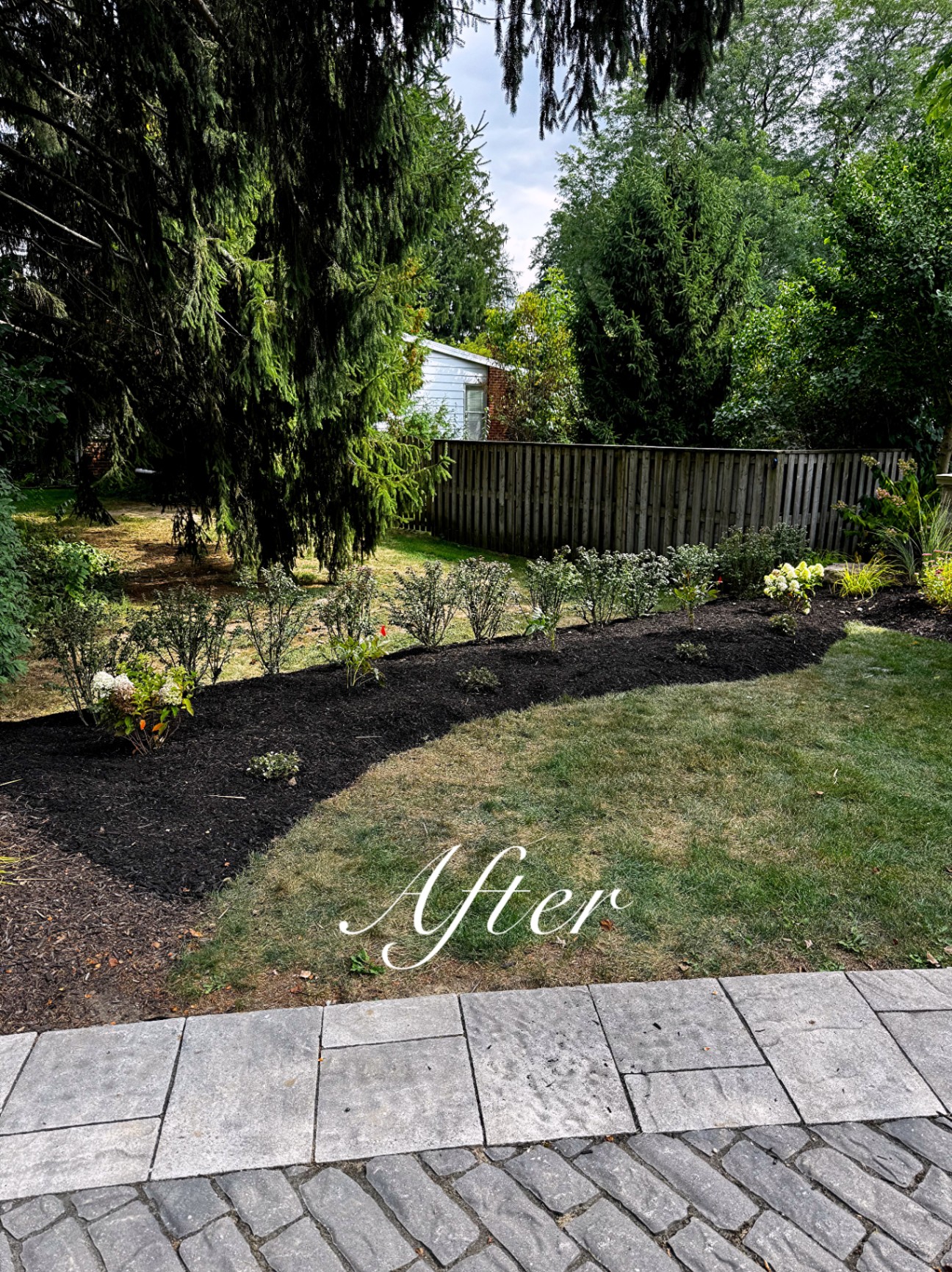 Backyard bed line planted with hydrangeas and shrubs, edged and topped with dark mulch next to a paver patio.