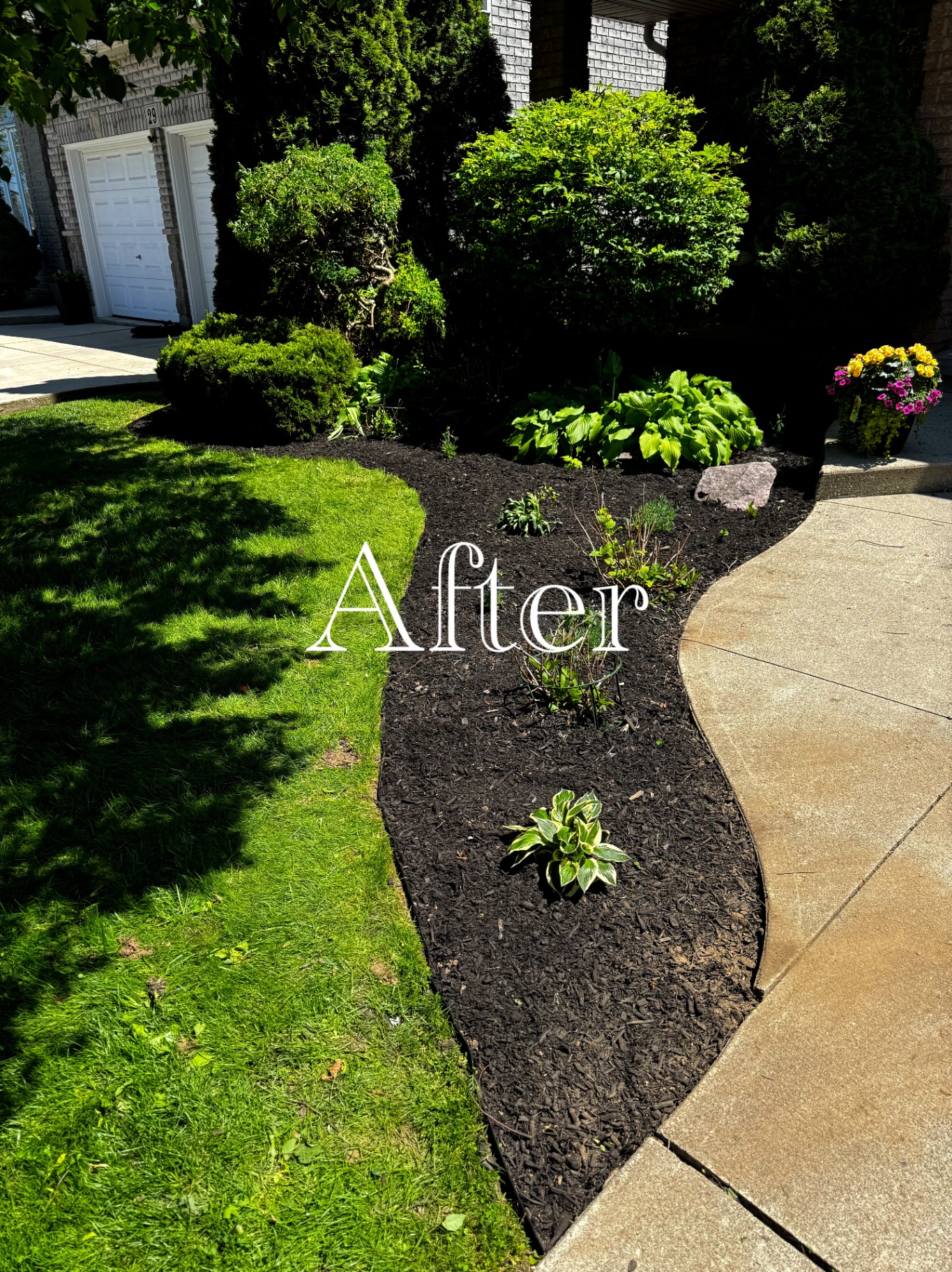 Curved front garden bed with fresh black mulch, hostas and trimmed shrubs beside a green lawn.